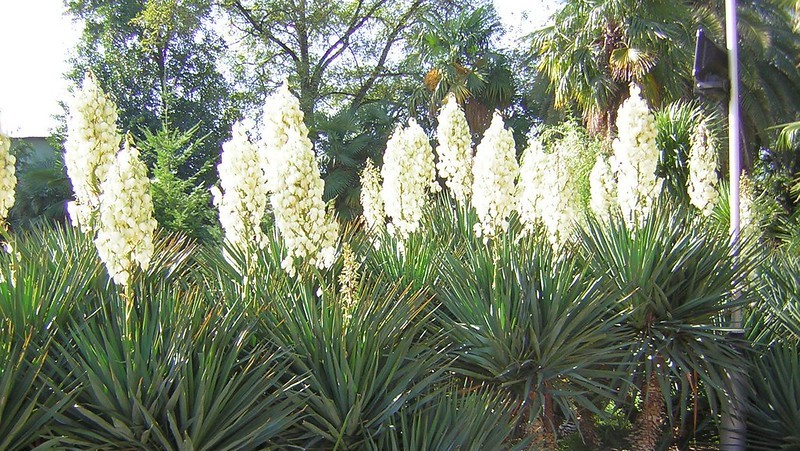 Yukka (yucca) çiçeği bitkisi