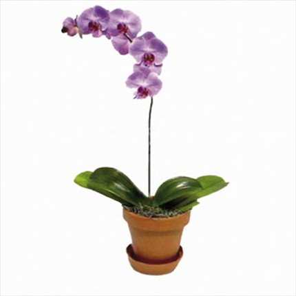 Bitki orkide