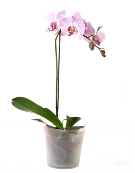 Bitki orkide