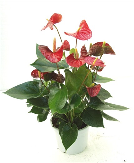 Çiçekli bitki anthurium     