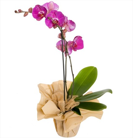 Orkide bitkisi