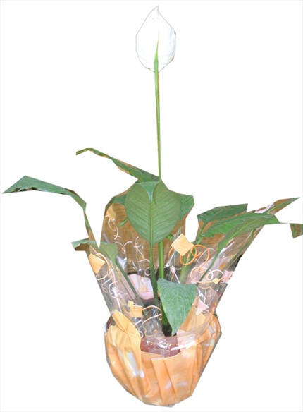 Anthurium bitkisi