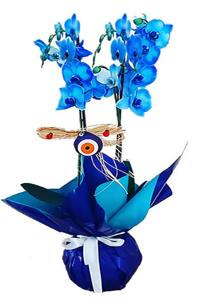 2 dallı mavi orkideler / özel ambalajda hazırlanmış 2 dallı mavi orkide konsept<br/><br/>Sadeliğin ve zerafetin karşılığı orkideler, Mavi orkide gençliği temsil eder <br/><br/>Mavi renk genellikle huzur  sakinlik güven ve ferahlık gibi olumlu duyguları ifade eder. <br/>Aynı zamanda düşünce bilgelik ve sadakati de temsil eden mavi insanlara daha pozitif bir enerji ve sükunet hissi verir. <br/>Umut rengi olarak kabul edilen mavi tüm renklere göre daha dingin ve huzur verici bir tınıya sahiptir.<br/><br/>Phalaenopsis: yaklaşık olarak 60 tür cinsi olan salepgiller Orchidaceae familyasından bir orkide cinsidir ve günümüzde insanlar tarafından bilinen ve sevilen tropikal orkideler arasındadır.<br/><br/><b>İsim kökeni</b><br/>Yunancada Phalaina Güve ve -opsis görünüm, çiçekleri tropikal güveleri hatırlatır. İlk defa bu cins 1704 yılında Georg Joseph Kamel tarafından Visco-Aloes Luzonis decima quarta botanik adı altında John Raysin botanik eseri olan Historia Plantarum Cilt 3 de tanımlanmıştır.<br/><br/>Kitabında tanımladığı Phalaenopsis aphrodite türüdür. Bu cins 1825 yılında Botanikçi Carl Ludwig Blume tarafından da tanımlanmıştır.<br/><br/><a href="https://www.cicekpostasi.com/onizlemeb_19_orkide-cicegi-bakimi" class="menulink6">Orkide Bakımı >> </a>                               