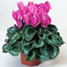 Sıklamen saksı çiçeği ortalama boy (35-50 cm)          