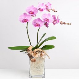 2 dallı pembe orkide kalıcı saksı çiçeği          